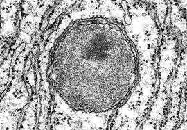 Resultado de imagen para peroxisomas
