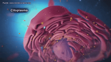 Resultado de imagen para organelos de la celula gif