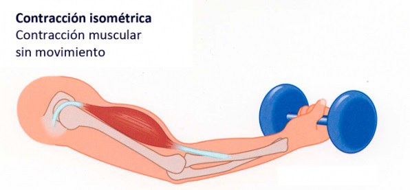 Resultado de imagen para contraccion isometrica gif