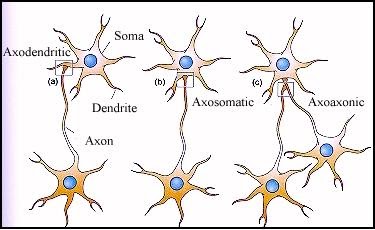 Resultado de imagen para sinapsis unidireccional