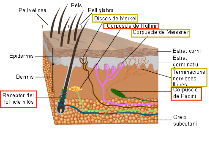Resultado de imagen para sensibilidad somatica mecanorreceptores