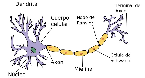 Resultado de imagen para partes de la neurona