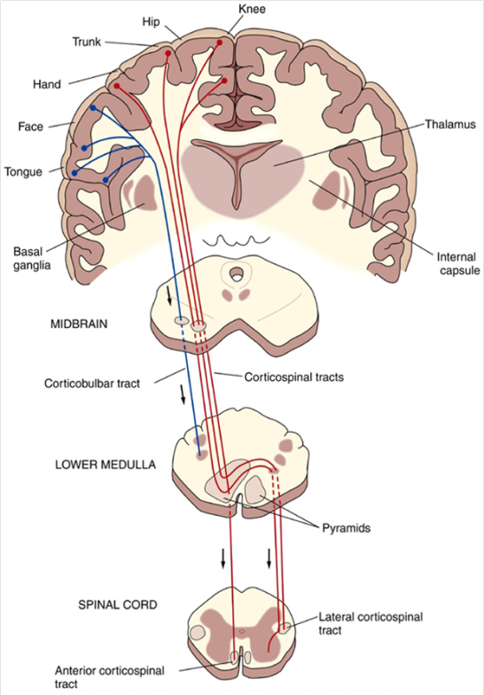 Neuroaprende : Tracto Corticoespinal